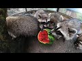 アライグマがスイカを食べる raccoon eat watermelon