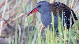 Water Rail birds in summer