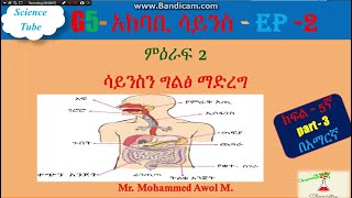 የ5ኛ ክፍል አካባቢ ሳይንስ   ምዕራፍ 2 የምግብ እንሽርሽሪት ዋና ዋና ክፍሎች   Parts of Digestion System   Part 3