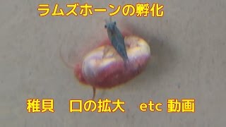 ピンクラムズホーン稚貝の孵化とマクロ拡大動画ブルーレッド顕微鏡モードオリンパスBreeding Ramuzuhon