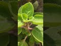 ajwain plant benefits gardeningaesthetics gardeninglovers balconygarden herbs maxicanmint