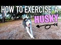 How To Properly Exercise A Siberian Husky (Tips & Tricks)