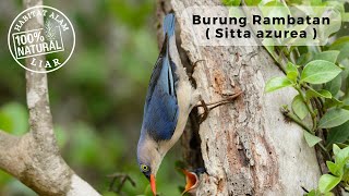 KEHIDUPAN BURUNG Rambatan( Sitta azurea ) DI ALAM HABITATNYA