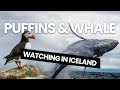 Puffins and Whale Watching in Iceland 2024 | Meet the Puffins & Humpbacks Whale in Iceland