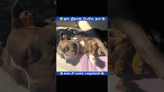 தல இருக்க பயம் ஏண்டா 😂 #funny #tamil #cat #dog #animals #foryou #cute #shorts