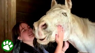 Old blind horse learns to live again