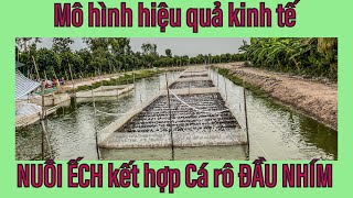 Hiệu Quả Kinh Tế Từ  Nuôi Ếch Kết Hợp Cá Rô Đầu Nhím| Những Điều Cần Biết Khi Nuôi Ếch Kết Hợp Cá.