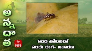 Fruit fly damage in fruit crops #methyl euginol traps #aakarsh me #gel#paste | ETV