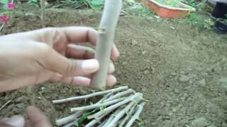 How to Grow Bougainvillea Cuttings Without Root Harmone / with Update //Mammal Bonsai How to Grow Bougainvillea Cuttings Without Root Harmone / with Update //Mammal Bonsai