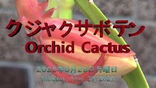 2023年5月29日月曜日 クジャクサボテン