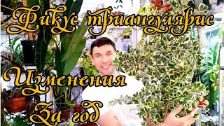 ФИКУС ТРИАНГУЛЯРИС ( треугольный ) / ГОД СПУСТЯ / МОИ ОШИБКИ В УХОДЕ / Ficus Тriangularis Sweetheart