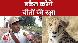 Kuno National Park में रहेंगे India आ रहे हैं 8 Cheetah, बिहड़ के पूर्व डकैत करेंगे चीतों के रक्षा