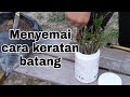 #8 Cara cara menyemai pokok limau kasturi dengan cara keratan batang.