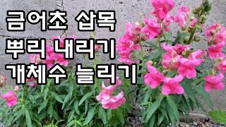 반려식물 금어초 삽목해서 개체수 늘리기 꽃말 물주기 뿌리내리기 식물키우기