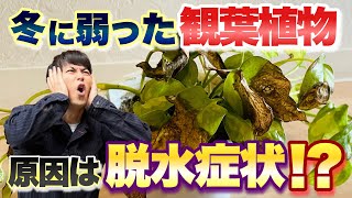 【観葉植物を救え！】冬に弱っている観葉植物　水分が奪われる脱水症状になっているかもしれません【原因と対処法】【園芸】【ガーデニング】