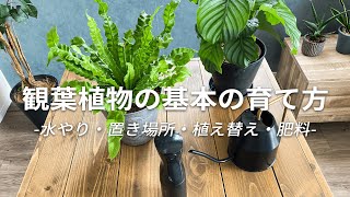 【初心者必見】これでもう枯らさない！観葉植物の基本の育てかた | 水やり・置き場所・植え替え・肥料について解説