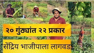 २० गुंठ्यांत २२ प्रकार | सेंद्रिय भाजीपाला लागवड | सुरेश मोडकले #agriculture #konkan #ratnagiri