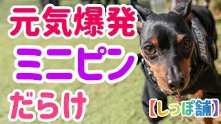 ミニピンだらけ【しっぽ舗】オフ会