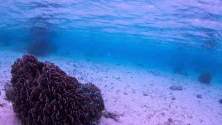 白保海岸　石垣島　シュノーケリング