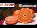 高級ミカン「せとか」の出荷進む　広島・尾道市