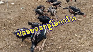 ปล่อยไก่ออกสู่ เล้าใหญ่ ครั้งแรก ดีใจกันทั้งฝูง 3 เดือนยังแข็งแรงดี | ฟาร์มในไร่ | FTJ Family