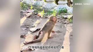 21 下等猴被踩断双腿。 #猴子  #猴子成精  #世间万物皆有灵性  #动物搞笑视频精彩配音