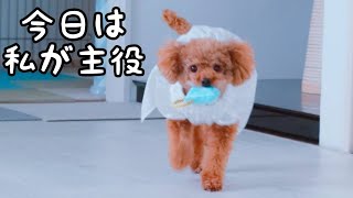 【Doggy Box】Taruちゃんとふたりっきり☆　トイプードルのTaruto＆Rasuku