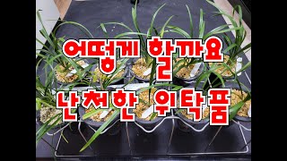 난감한 무명품 # 발색실패 황소 # 복륜복색화 # 주금소심