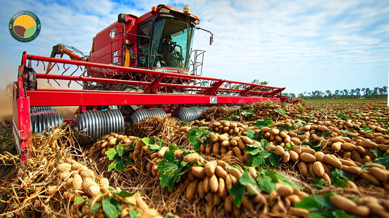 How Farmers Harvest And Process Millions Of Tons Of Peanuts For Peanut