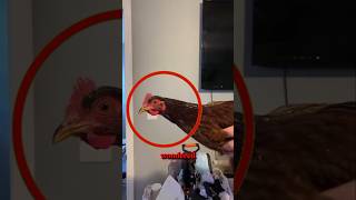 Why chicken do not move their head?