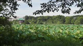 上野公園　不忍池　うえの夏まつり　2024-08-10 36