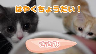 はじめてのささみが美味しすぎて動きがシンクロしちゃう子猫たち