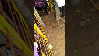 Alanganatham jallikattu