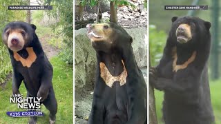 Have you seen a sun bear? What you need to know about these bears | Nightly News: Kids Edition