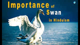 Importance of Swan in Hinduism | Hamsa the Vahana of Lord brahma | www.jothishi.com