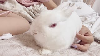 風邪で寝込む飼い主に添い寝しに来てくれるうさぎさん🥺【116じかんめ】