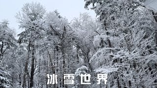 （结尾有美照哦）美国大东北的天然冰雪大世界｜2024年的第一场雪｜瑞雪兆丰年｜小朋友们期盼的snow day终于来了｜#冰雪 #snow day #第一场雪