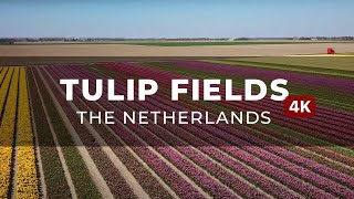 (Drone 4K) Tulip fields - Netherlands 2021 (DJI Mavic Pro Platinum)