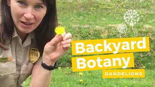 Backyard Botany:  Dandelions