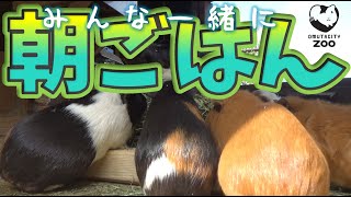 モルモット80頭！みんなで朝ごはん　80  Guinea pigs' breakfast