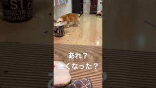 風船が割れて困惑するコーギー