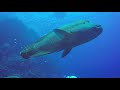 egyptian diver exploring the underwater treasures in red sea egypt