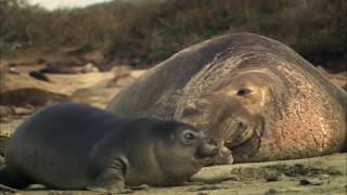 Become an Ocean Guardian Video