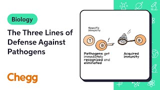 The Three Lines of Defense Against Pathogens | Biology