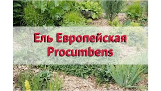 Ель европейская (procumbens) 🌿 Обзор: посадка и уход. крупномеры ели : описание и особенности