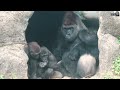 銀背迪亞哥沒有心情和兒子玩耍d’jeeco is not in the mood to play with son 金剛猩猩 gorilla