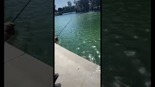 🚨SHARK ? In a Lake ? CAUGHT ? 🚨❗️❗️#funny #fishing #humor #jokes #viral #laugh