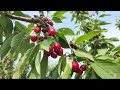 sweet cherry 2023.6.14일 노지체리 수확체험장 품종별 진행상황 체험장의 조건