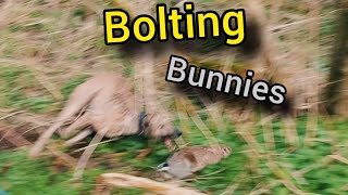 Bolting Bunnies To Lurchers And Longnets