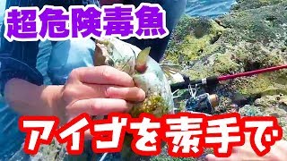 超危険毒魚アイゴを素手で触るおじさん!! 【リターンズ】